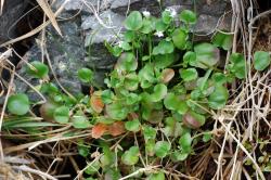 Cardamine sinuatifolia. Plant with rosette leaves.
 Image: P.B. Heenan © Landcare Research 2019 CC BY 3.0 NZ